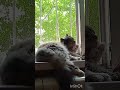 Кошка и утро 🌄