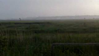 ermine moth webs