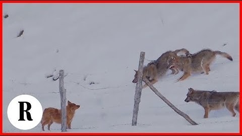 Abruzzo, la scaltrezza del cane: sfugge all'attacco di tre lupi