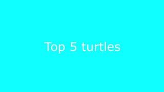 Top 5 turtles