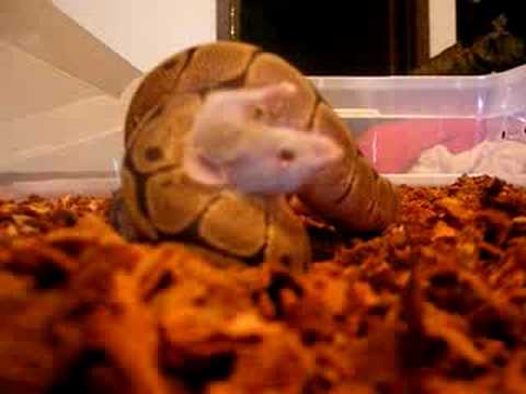 spider monkey Spider Ball Python Eating