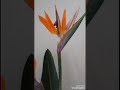 【本日の花】個性豊かでダイナミックな花。ストレチアの動画です。