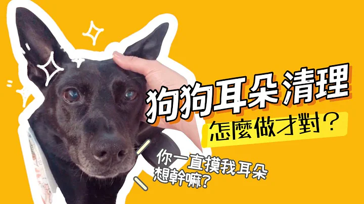 宠物清洁耳朵？该怎么做才正确呢？ - 天天要闻