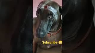 😂dog# fun# video #😂😂 short/ Anu,s time media 🙏