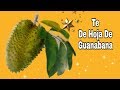 Savias que el te de Hoja de Guanabana previene el cancer