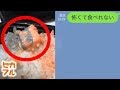【衝撃】お弁当に入ってる「謎」の物体について母にLINEで訊いた結果ｗｗｗ「うちのかーちゃんおかしいよ・・・」【驚愕】セカイノフルエ