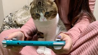 ポケモン剣盾に夢中なママにアドバイスする猫