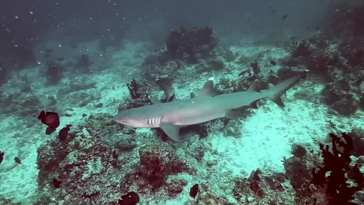 Sharks mating @ dhigurah corner, Maldives - YouTube