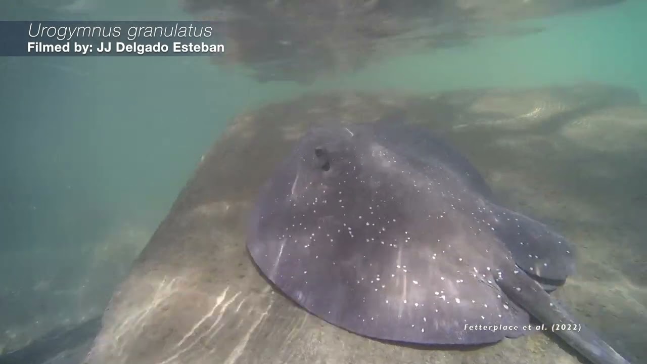 Stingrays - Talk About Fish