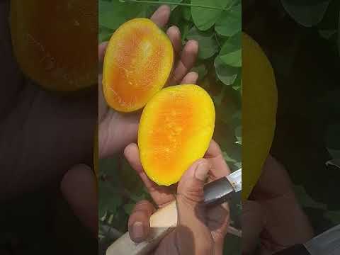 আমাদের গাছের পাকা আম || Paka Mango || #Shorts