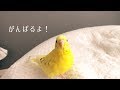 換羽がはじまったセキセイインコ Budgie