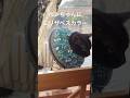 【元気です】ポンちゃんの腫瘍が化膿しているのでエリザベスカラー　#ジャンポン #猫のいる生活 ＃猫の乳がん