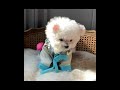 Cute &amp; Funny Dog Video Compilation | Try Not To Laugh|Best Dog Videos | Funny Animals Life Videos #6