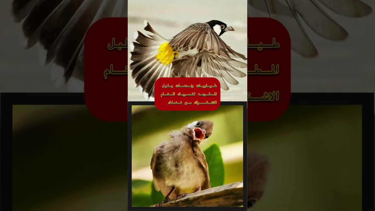 طياريات + ندهات بلبل المطوعه تحياتي للجميع لا تنسى الاشتراك يا طيب