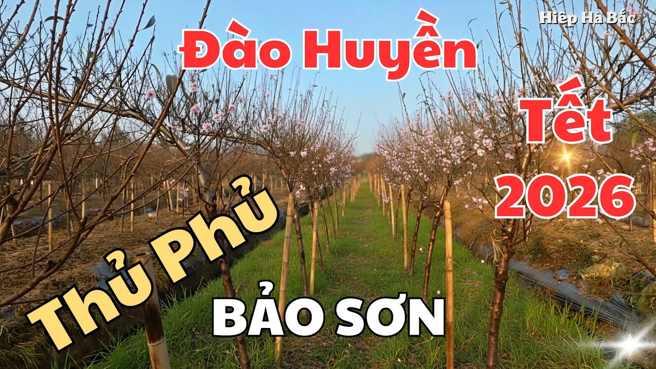 "Thủ Phủ Đào Huyền" Tết Bính Ngọ 2026, ở Bảo Sơn, Bảo Đài Bắc Ninh