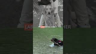GOLDEN RETRIEVER vs. LABRADOR! 🐶💛 #SHORTS