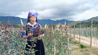 Paaj Hawj Kwv Ntxiaj Kuv Rog Koj Mus Las Kuv Tsi Ua Luaj Twg Zoo2122021