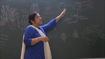 Bio-XI-3-17 Pinus life cycle,  Pradeep Kshetrapal channel