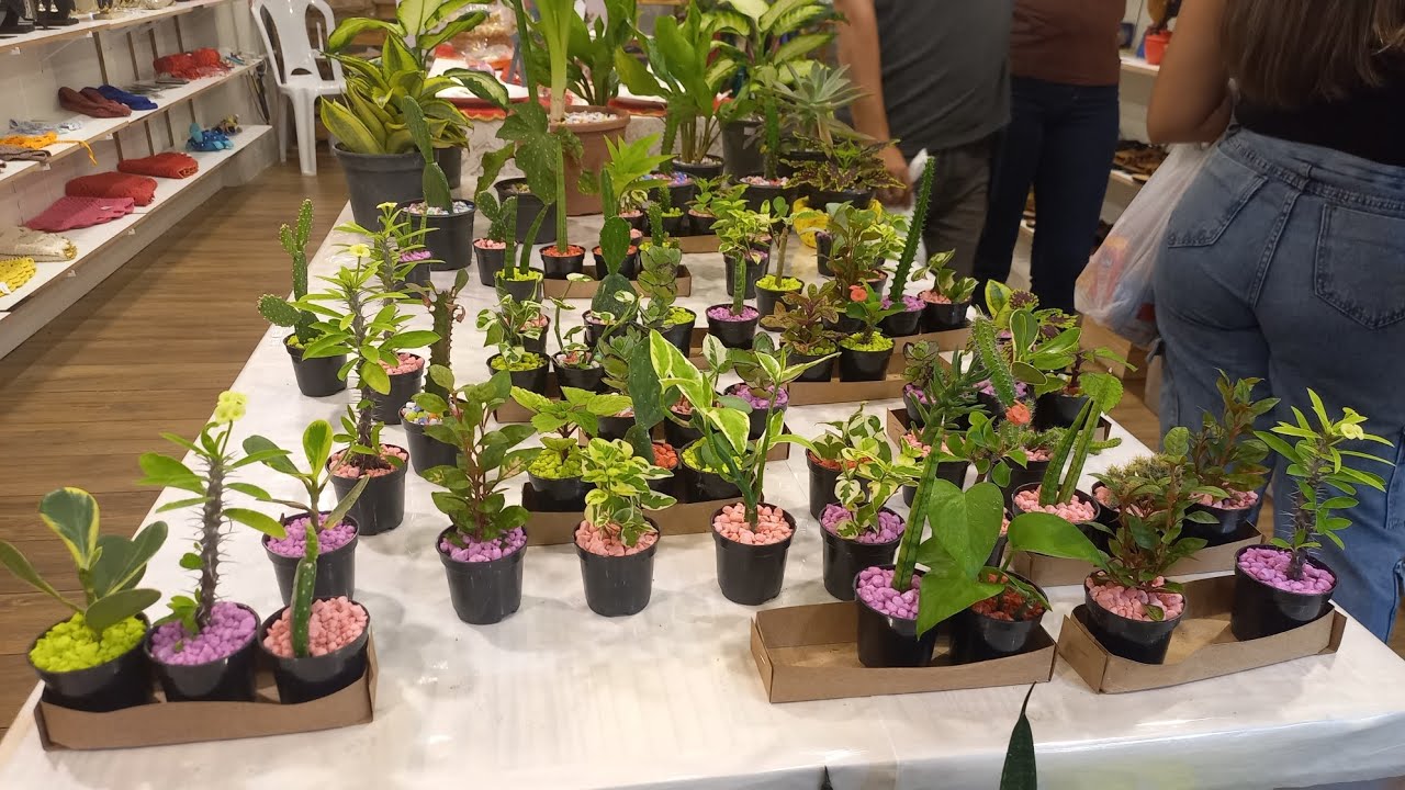 Vlog 384 - Conheci uma loja incrivel com varios tipo de plantas no Grand shopping 💖✨️