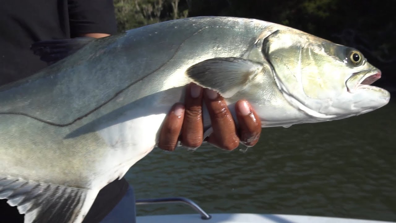 Garrick Leervis Spotted Grunter Kob Fishing The Eastern Cape garrick-leervis-spotted-grunter-kob-fishing-the-eastern-cape