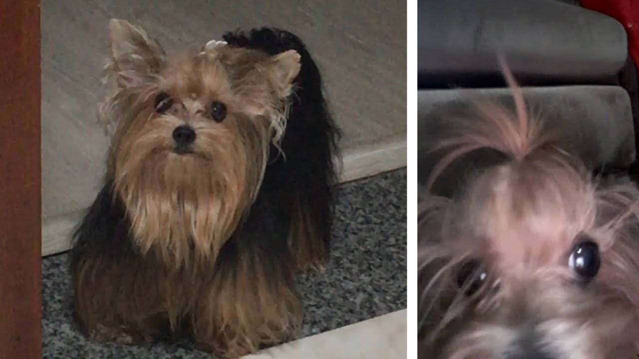 Yorkie waits for food š - YouTube