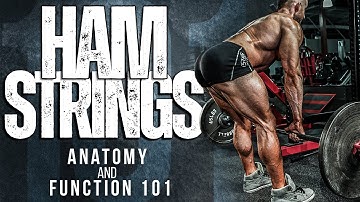 Hamstring Anatomy and Function for Building HUGE Hamstrings - How to Train with Hypertrophy Coach