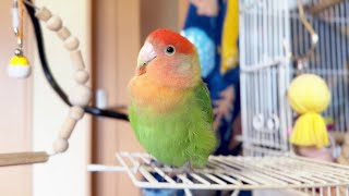 いろんな日常、かわいいコザクラインコちゃん！！！【インコ】Various daily life, cute little lovebird