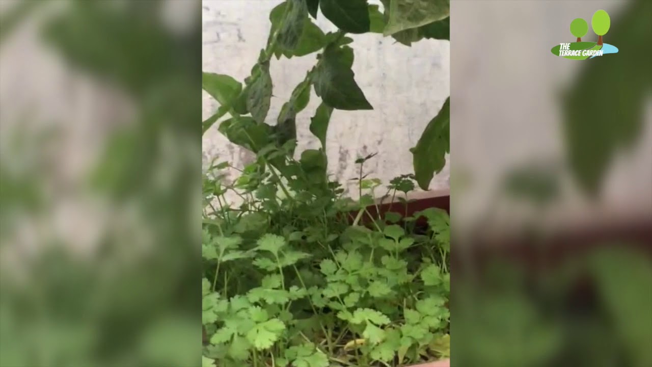 Growing Tomatoes in 10 easy steps on Terrace Garden || THE TERRACE