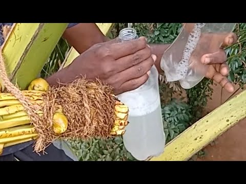 coconut toddy product🌴🌴#trendingvideo - YouTube
