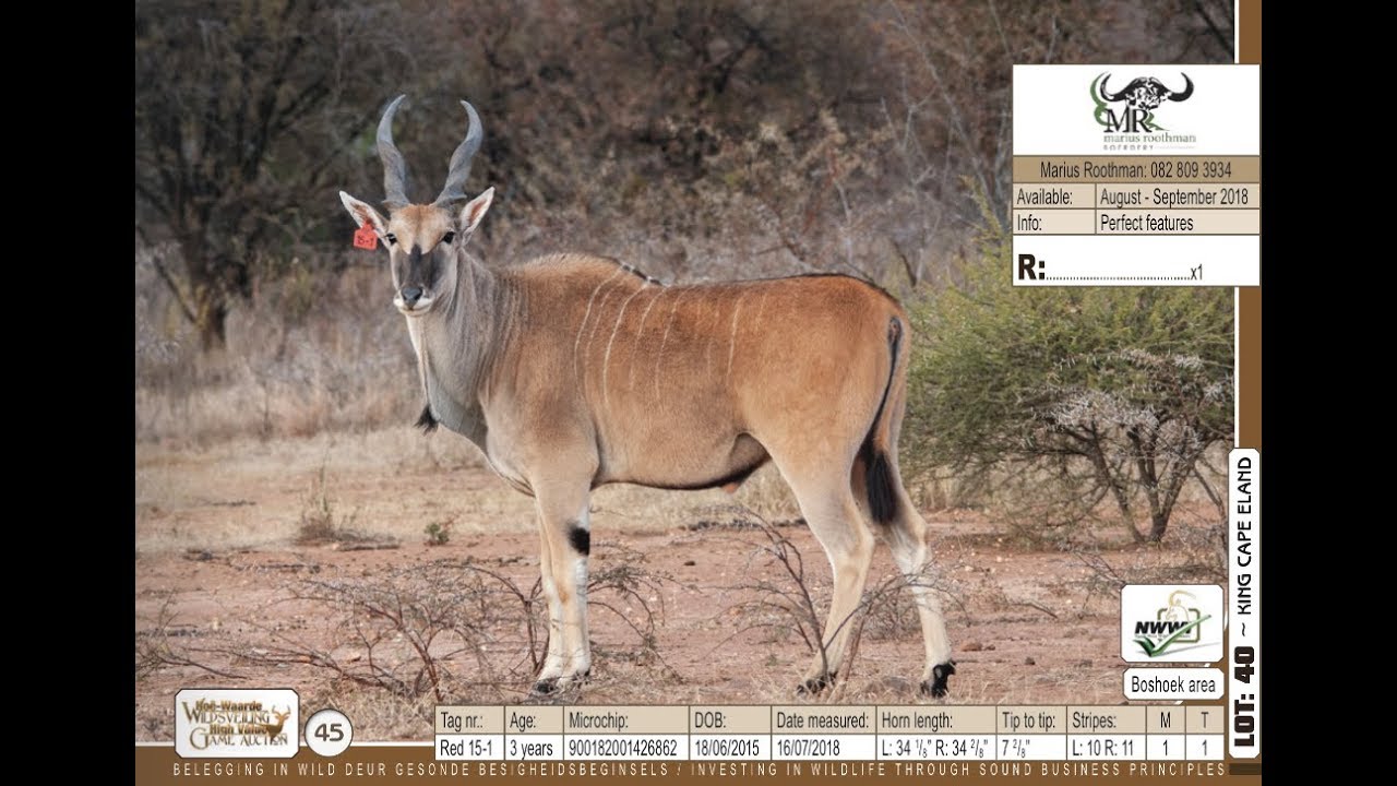 Marius Roothman King Cape Eland Bull from Marius Roothman Boerdery - YouTube