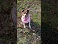 Mitzi video
