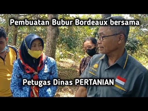 Cara pembuatan BB ( Bubur Bordeaux ) bersama petugas dinas pertanian kota Semarang.