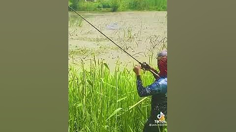 câu lure cá lóc trên hồ lâu năm nhiều rêu gặp cá lóc to | tập 2| câu cá hồ