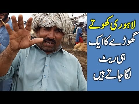 khota ghora aik hi rate sahiwal bull cholistani bull eid