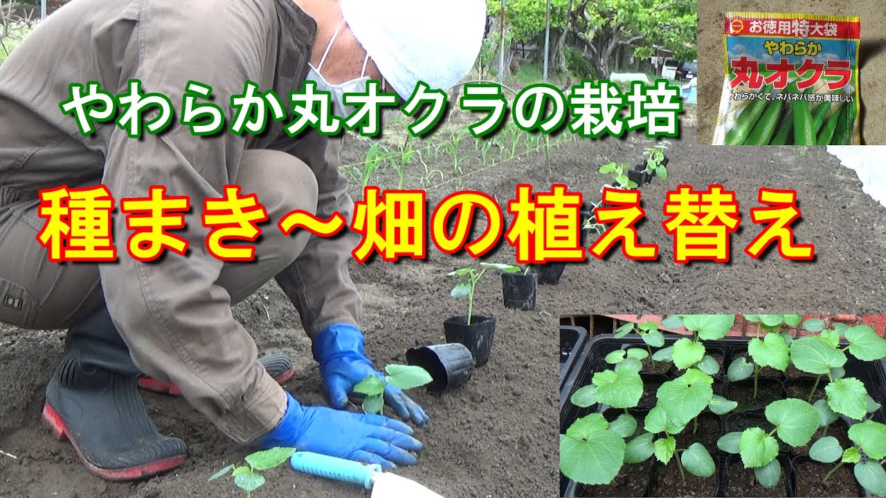 家庭菜園 今年もやわらか丸オクラを育てる 種まき 畑の植え替え Youtube 家庭菜園 今年もやわらか丸オクラを育てる 種まき 畑の植え替え Youtube