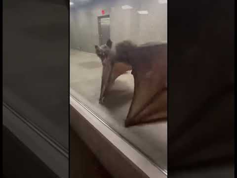 ماهذا المخلوق اعوذ بالله تريند مصر هتضحك Funny Animals اكسبلور غرائب وعجائب 