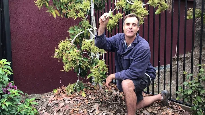 GARY!!  MY AVOCADO TREE IS DYING!!!