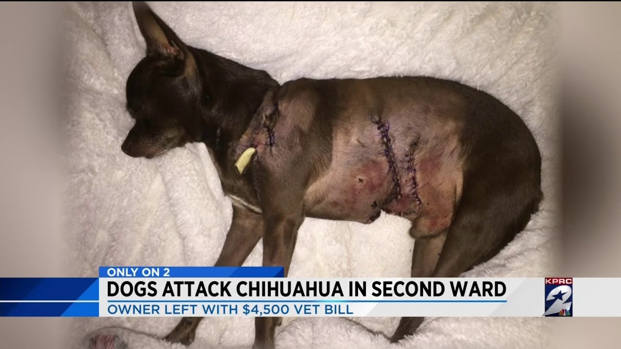 Dogs attack Chihuahua in Second Ward - YouTube