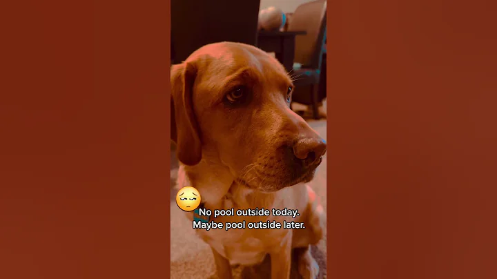 What does TALKING DOG think of RAIN? #shorts #dogshorts #talkingdog #smartdog