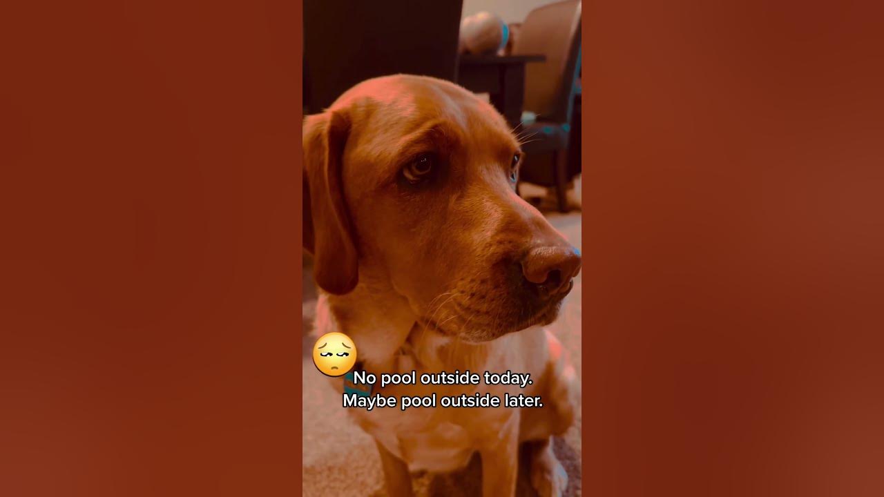 What Does TALKING DOG Think Of RAIN shorts dogshorts talkingdog what-does-talking-dog-think-of-rain-shorts-dogshorts-talkingdog