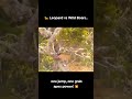 🐆 Leopard vs wild boars, one jump, one grab 💥 #LeopardAttack #WildlifePower #Predator #Tiger #boar