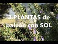 3 plantas para balcón con SOL