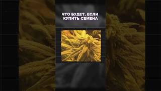 Что, если купить семена