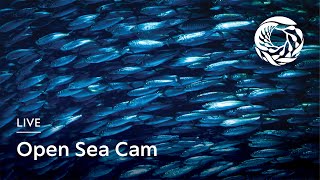 Live Open Sea Cam  Monterey Bay Aquarium