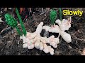 ABC TV | How To Make Ginger Root Paper (Slowly) - Craft Tutorial
