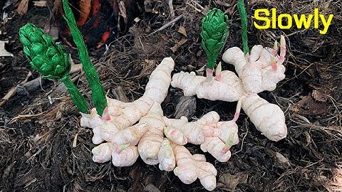 ABC TV | How To Make Ginger Root Paper (Slowly) - Craft Tutorial