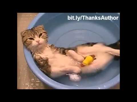 Gatos engraçados #tentenãorir #gatosengraçados #videodegatos #videosen