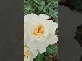 15 июня 2026 г. Розы Мис файн и Шато Мартинью. #розы #rose #цветы #дача #сад