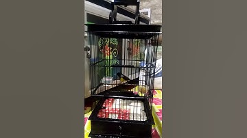 Suara kolibri kelapa