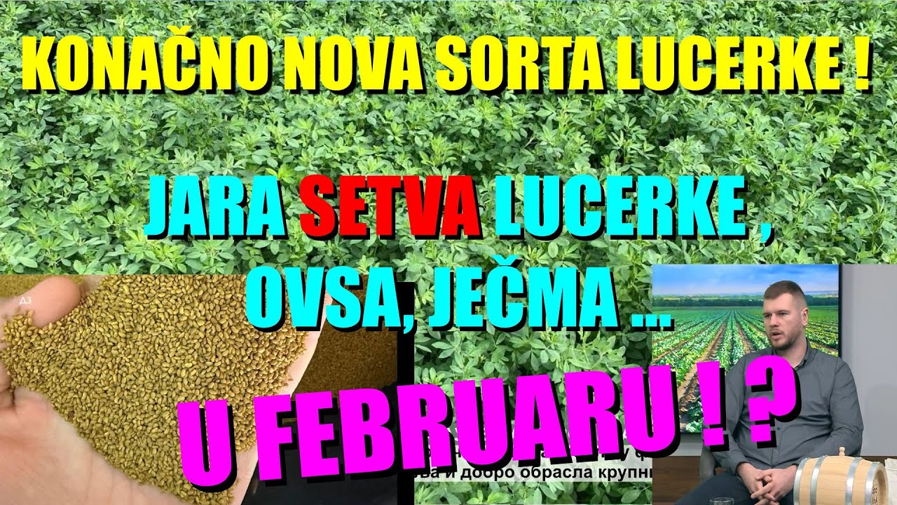 SETVA LUCERKE - NOVA NOVA SORTA - evo zašto je bolja i kada može da se seje ...SETVA POČINJE ???!